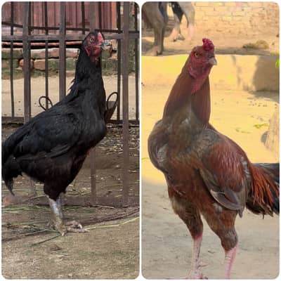 Aseel pair for sale