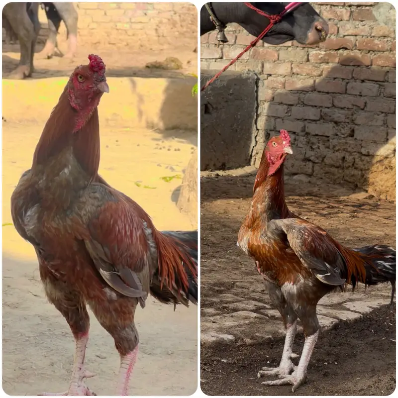 Aseel pair for sale — photo 3