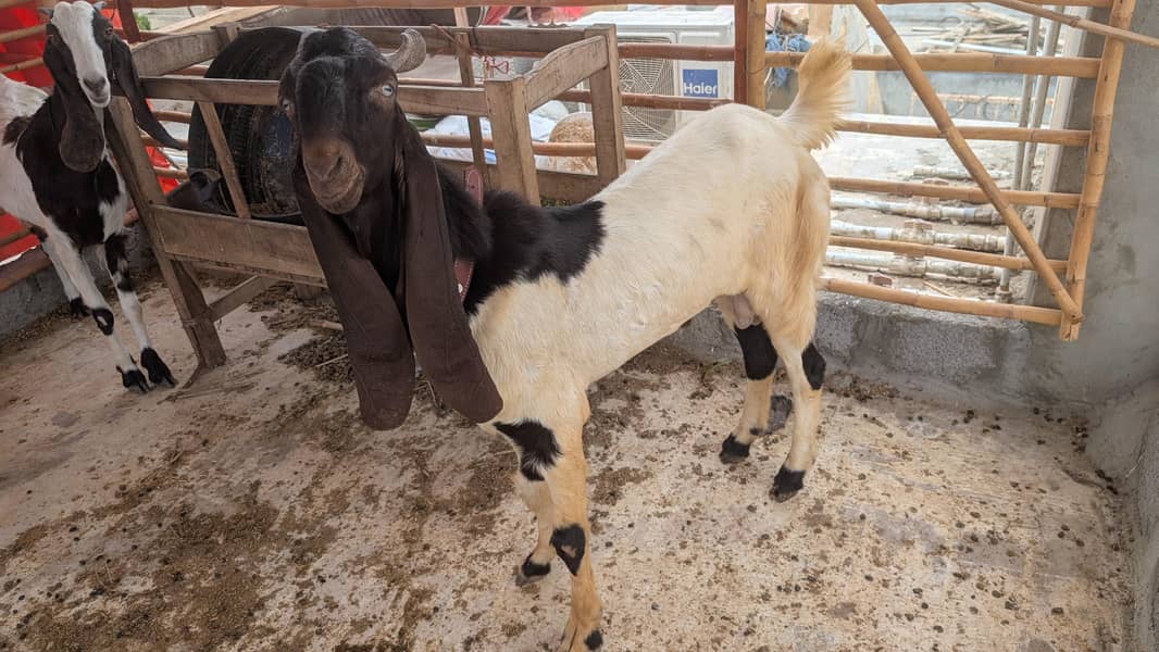 bakra 0