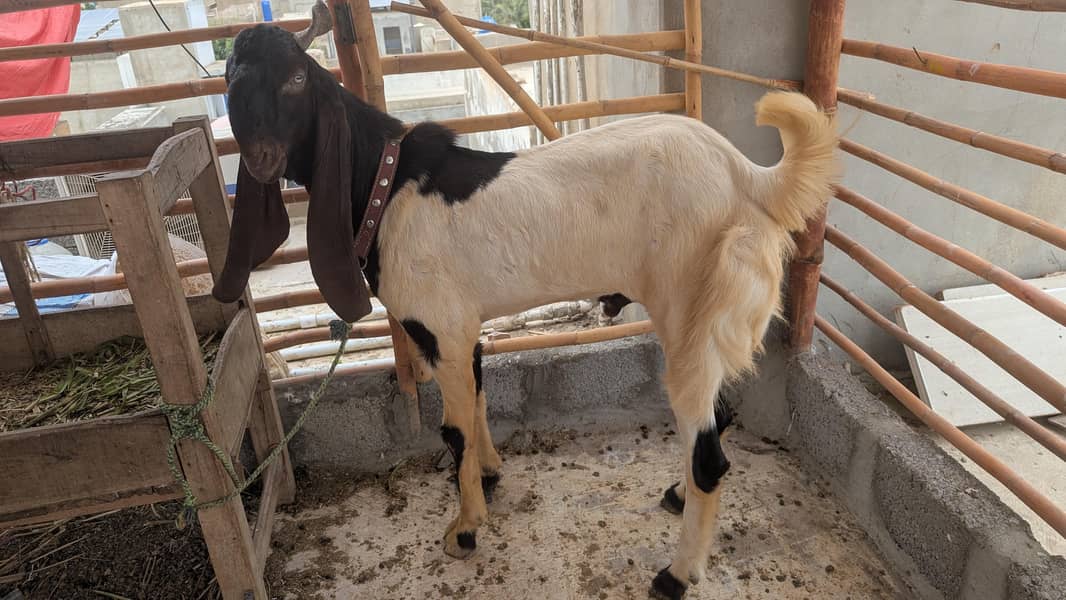 bakra 1