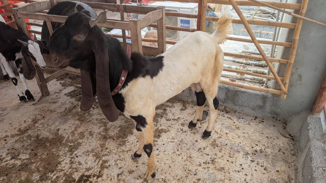 bakra 3