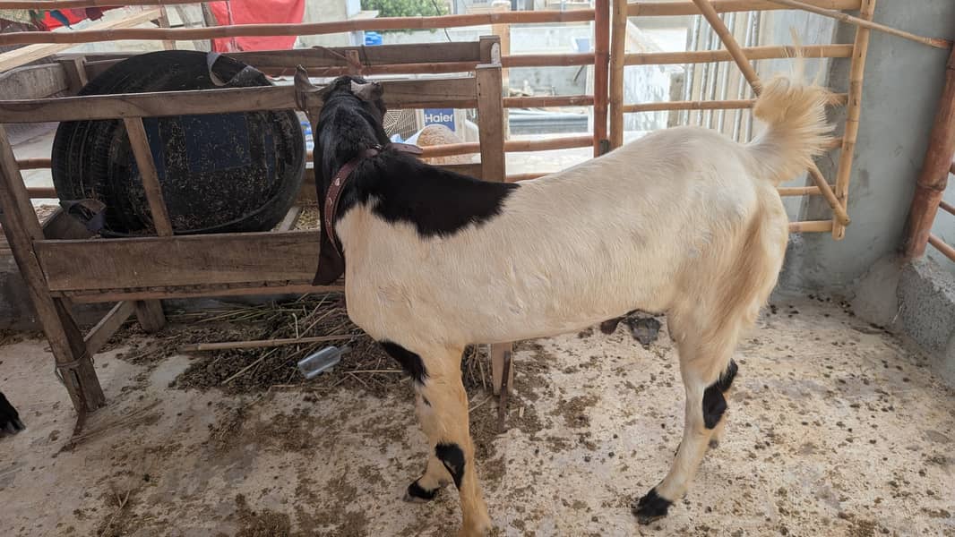 bakra 4