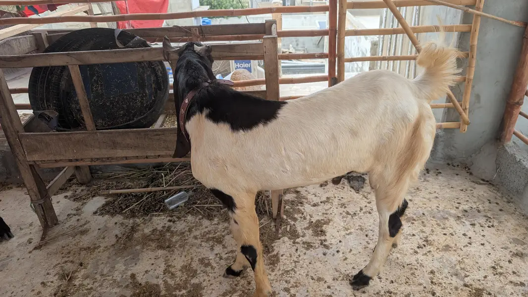 bakra — photo 5