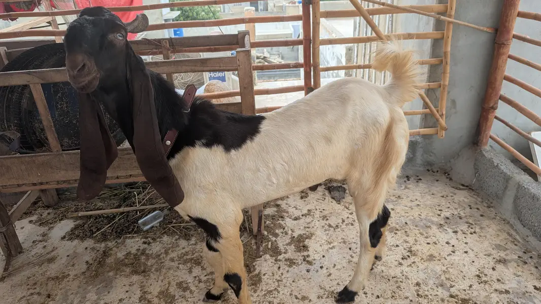 bakra — photo 6