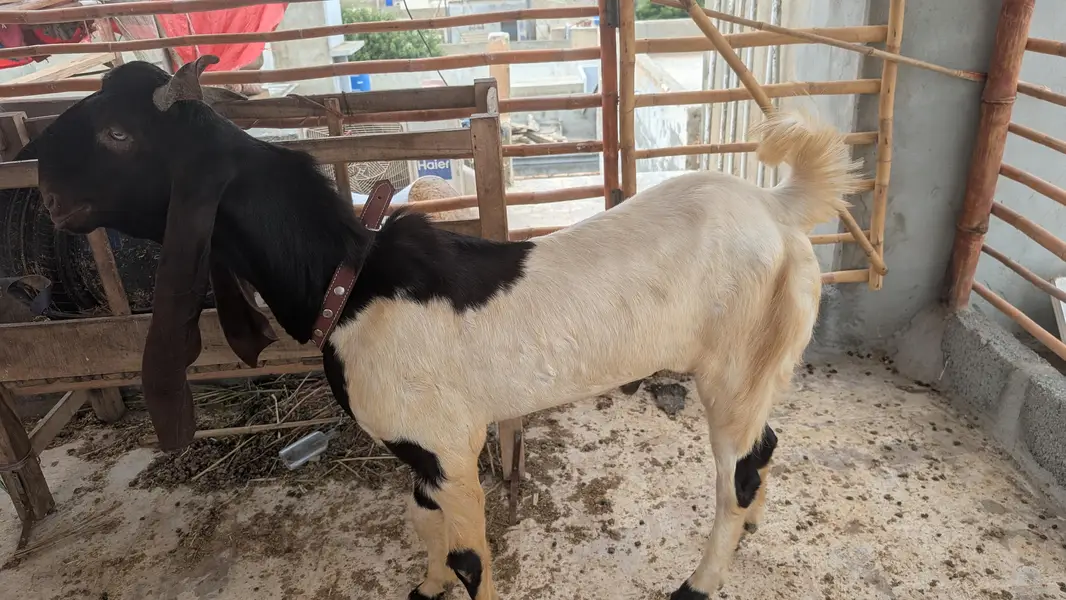 bakra — photo 7