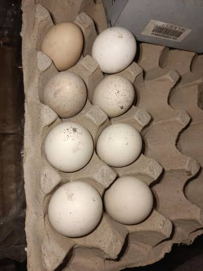 Mushka cheena, Heera cheena eggs available for sell