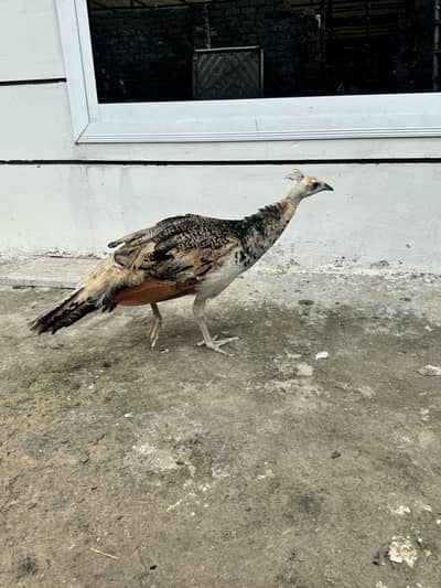 Peacock