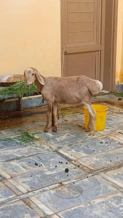 sheep male 4 month age original balkhi