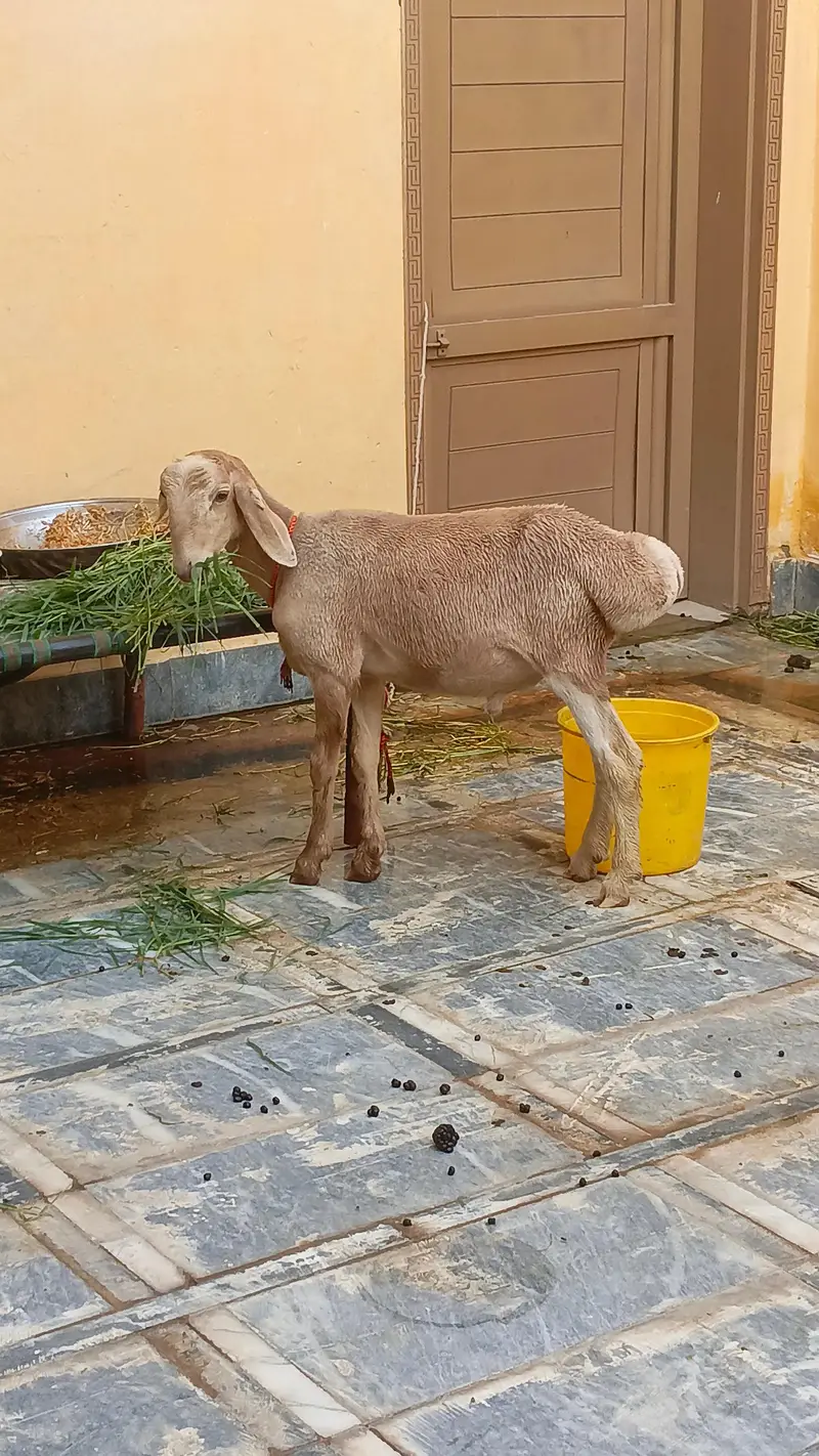 sheep male 4 month age original balkhi