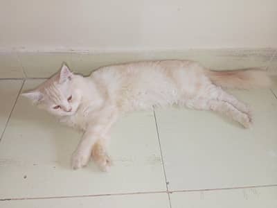 cats for sell