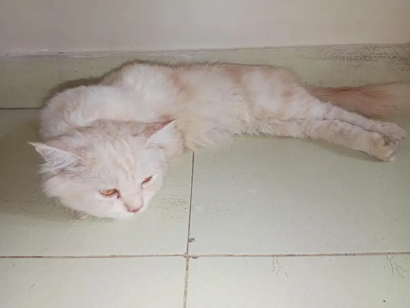 cats for sell — photo 2
