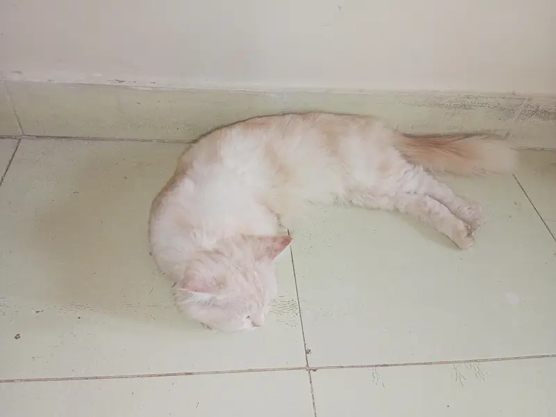 cats for sell — photo 3