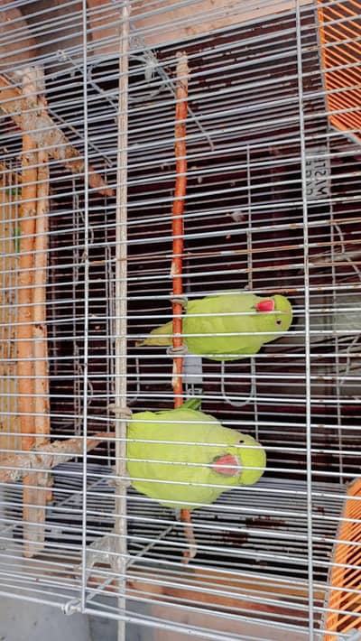 parrots
