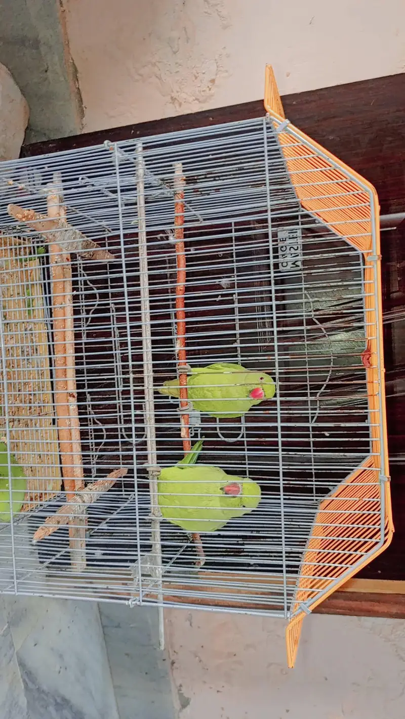 parrots — photo 2