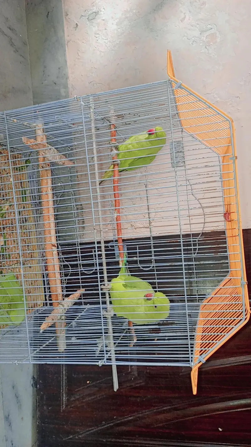parrots — photo 4