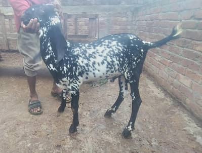 A+ Quality Maki Chana Bakra ll Desi Bakra ll Qurbani 2027