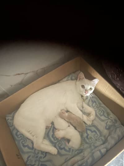 Cat for sale
