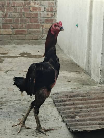 Aseel thai chicks Available