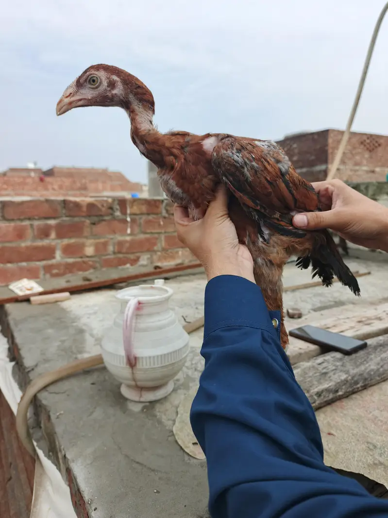 Aseel thai chicks Available — photo 4
