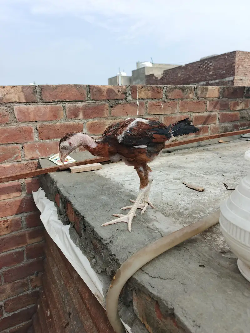 Aseel thai chicks Available — photo 5