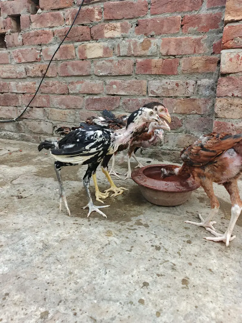 Aseel thai chicks Available — photo 6