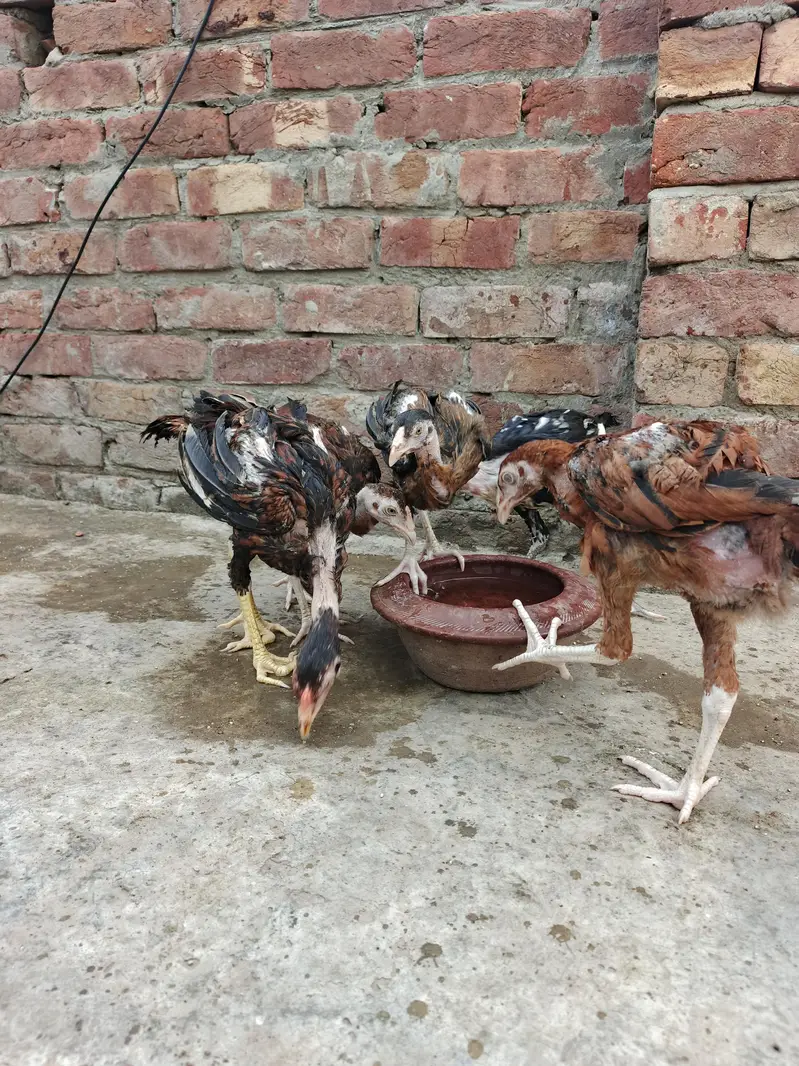 Aseel thai chicks Available — photo 7