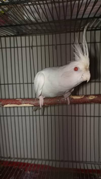 Cockatiel eno White Red-Eye Breeding Pair for Sale