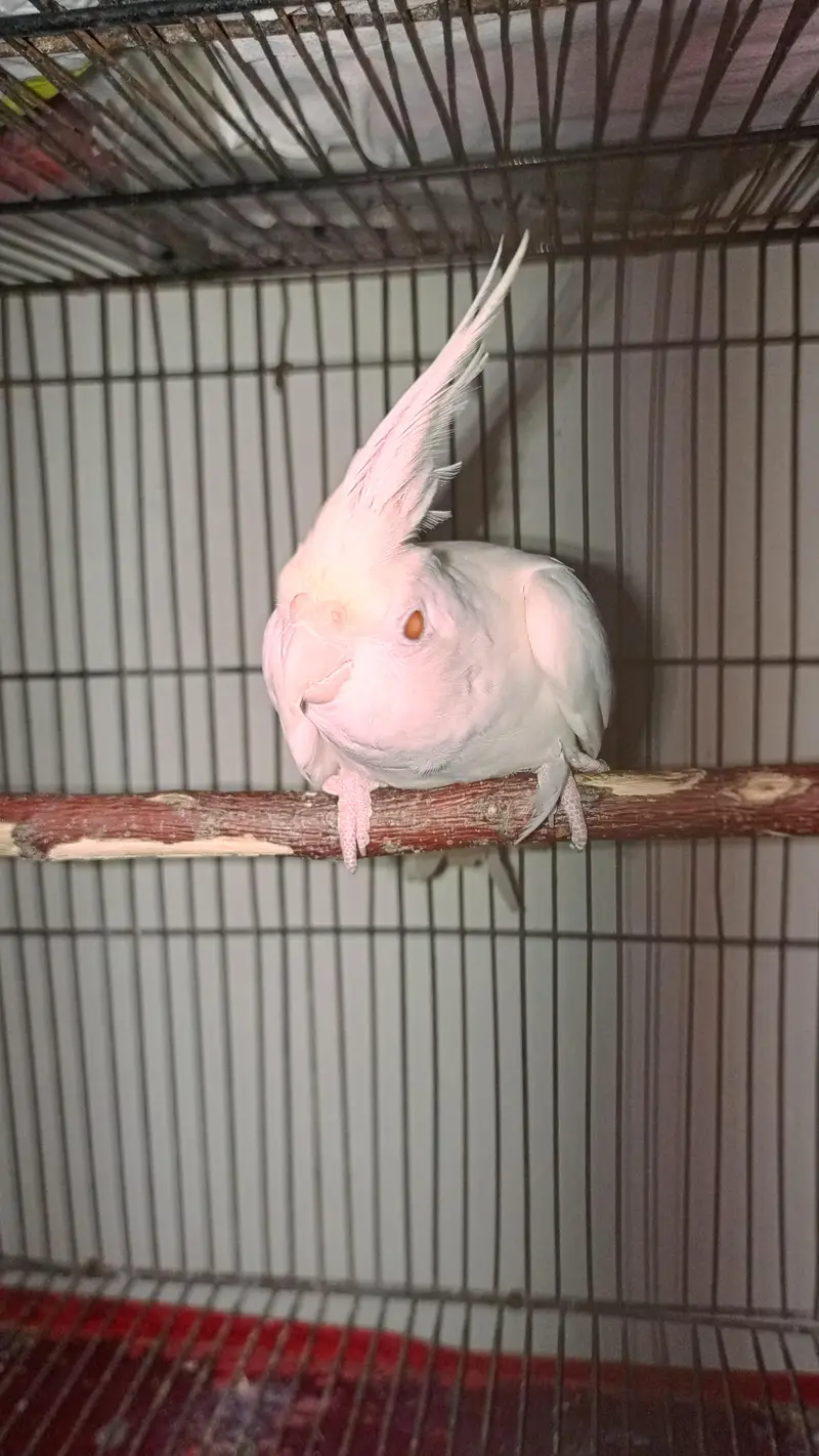 Cockatiel eno White Red-Eye Breeding Pair for Sale — photo 2