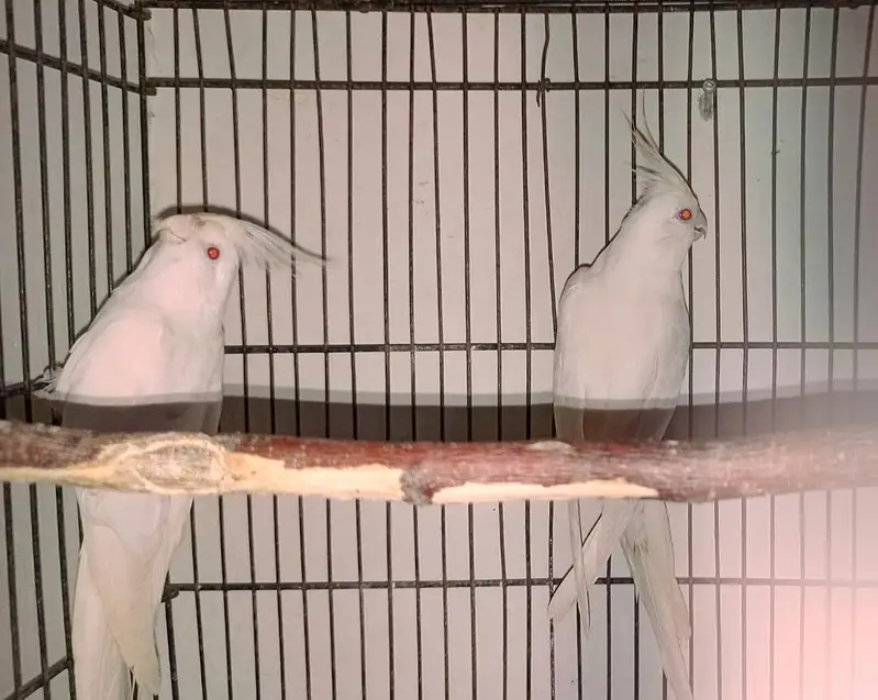 Cockatiel eno White Red-Eye Breeding Pair for Sale — photo 3