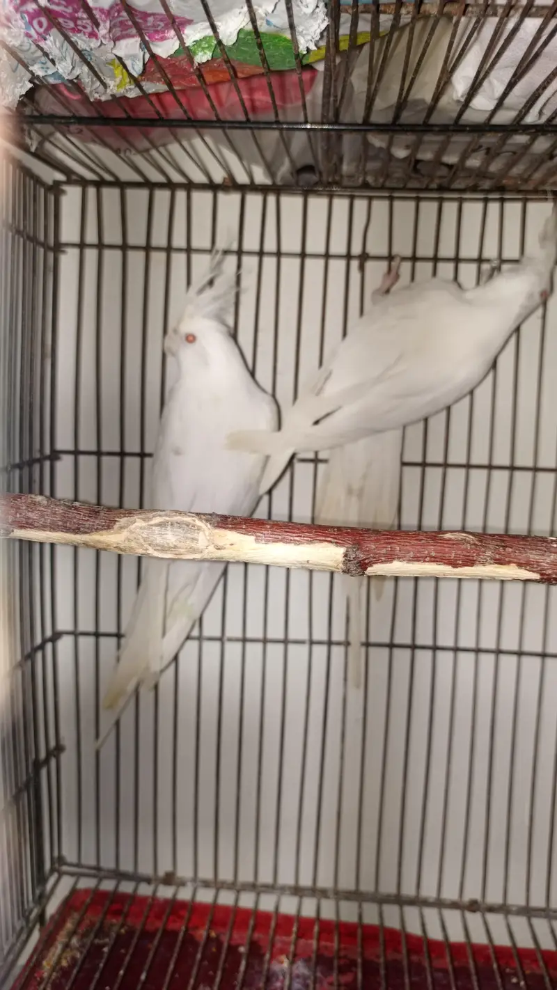 Cockatiel eno White Red-Eye Breeding Pair for Sale — photo 4