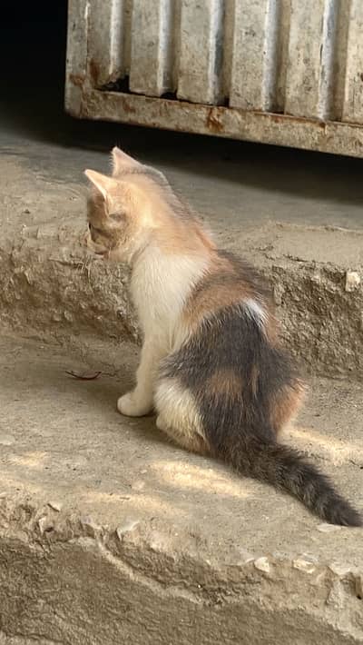 Persian Cat for sale