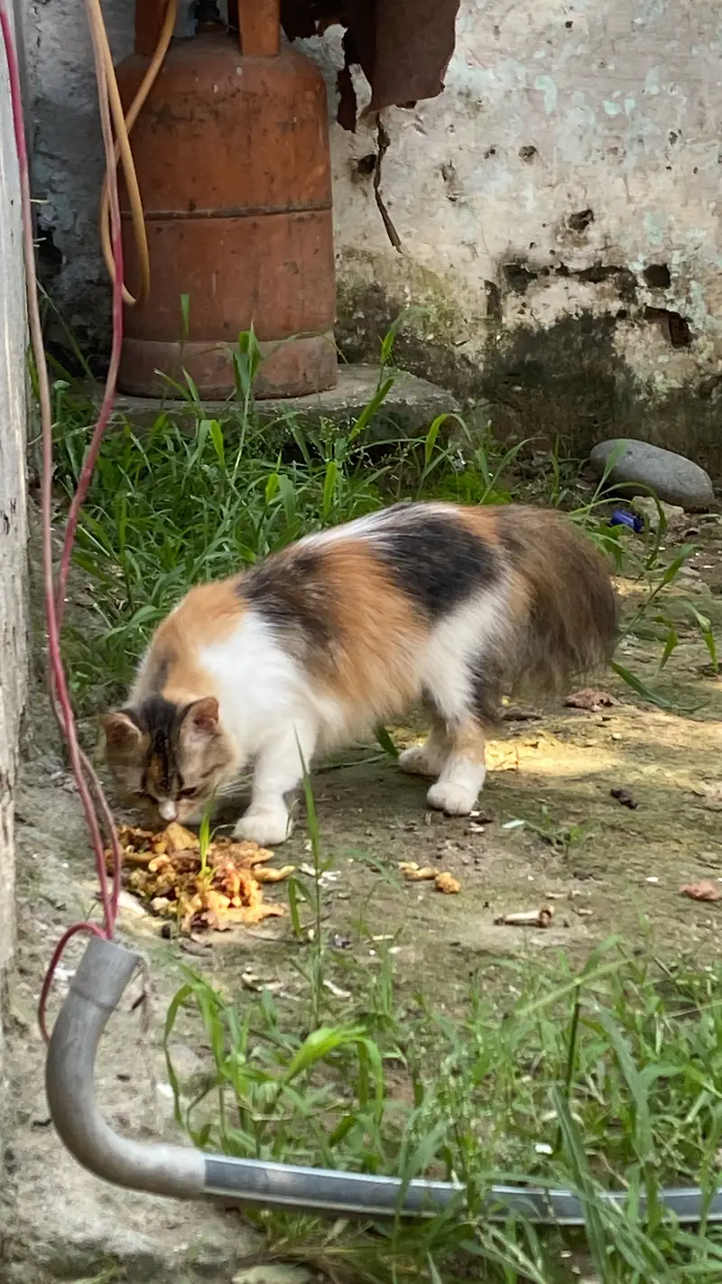 Persian Cat for sale — photo 2