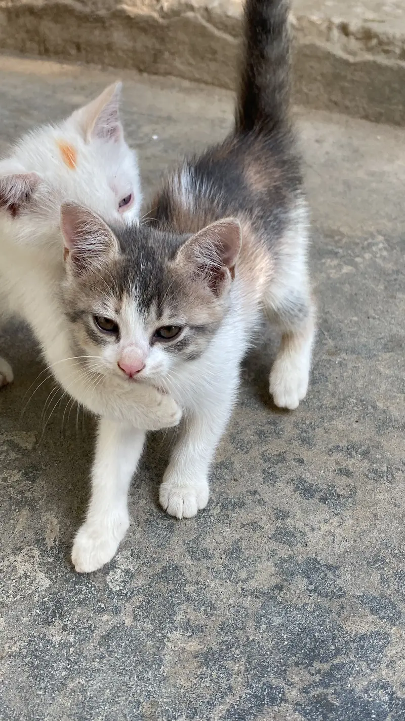 Persian Cat for sale — photo 3