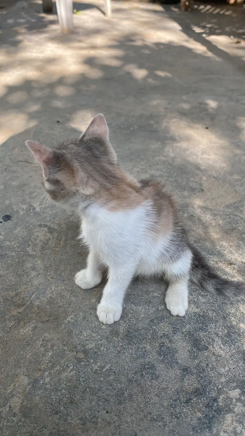 Persian Cat for sale — photo 4