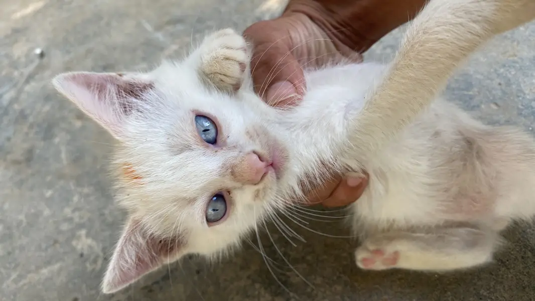 Persian Cat for sale — photo 5