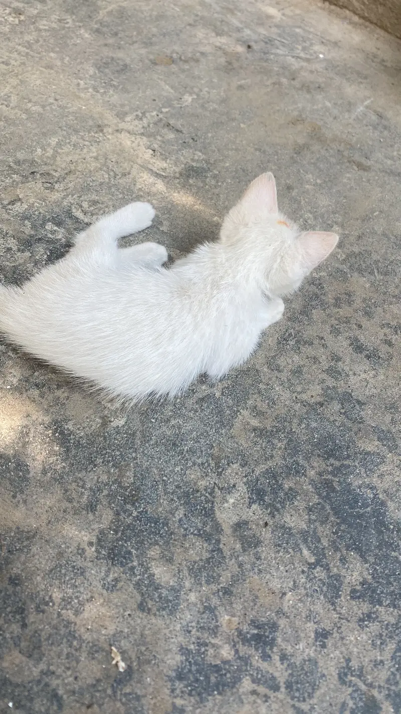 Persian Cat for sale — photo 6