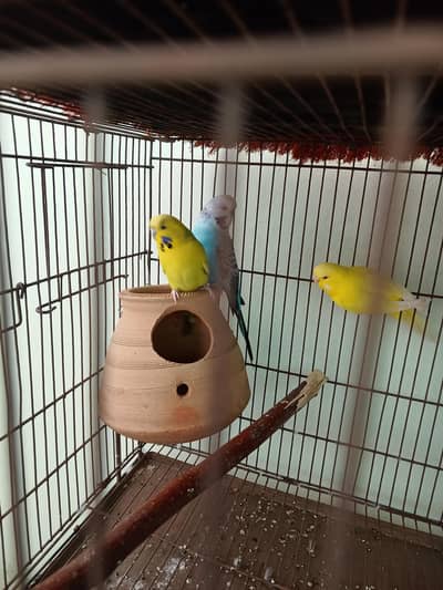 exhibition breeder pair