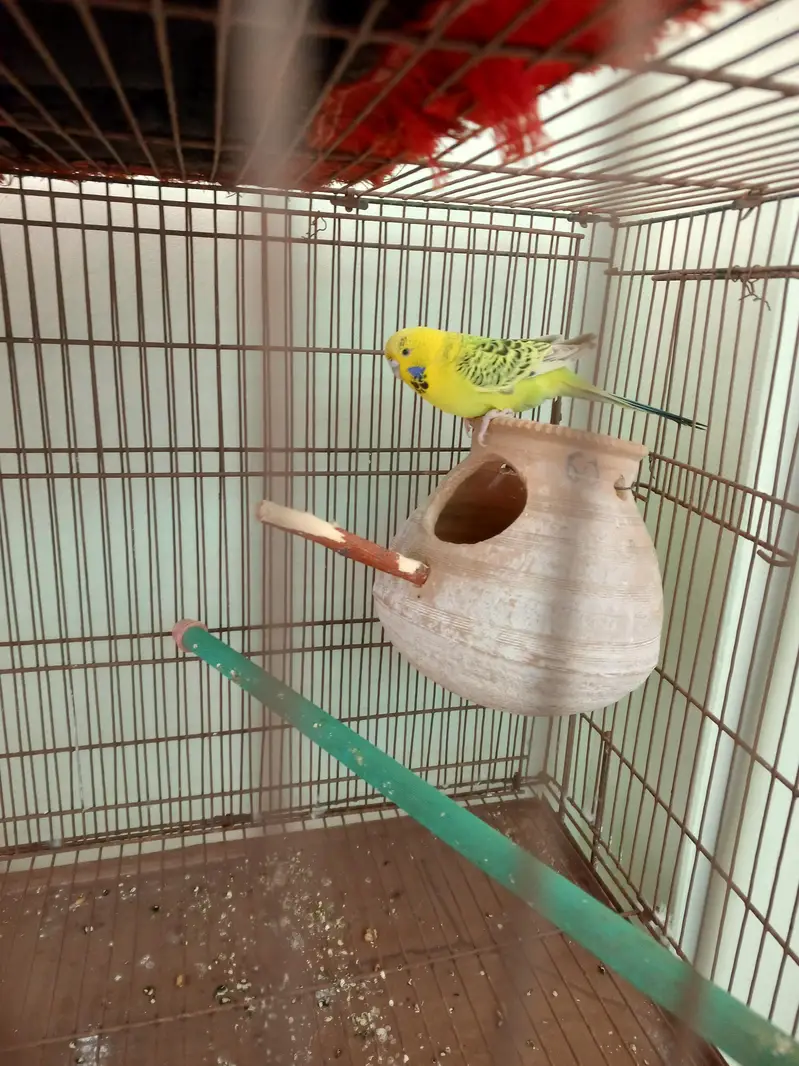 exhibition breeder pair — photo 2