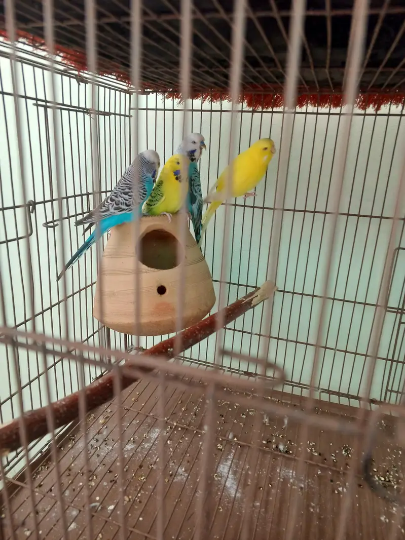 exhibition breeder pair — photo 3