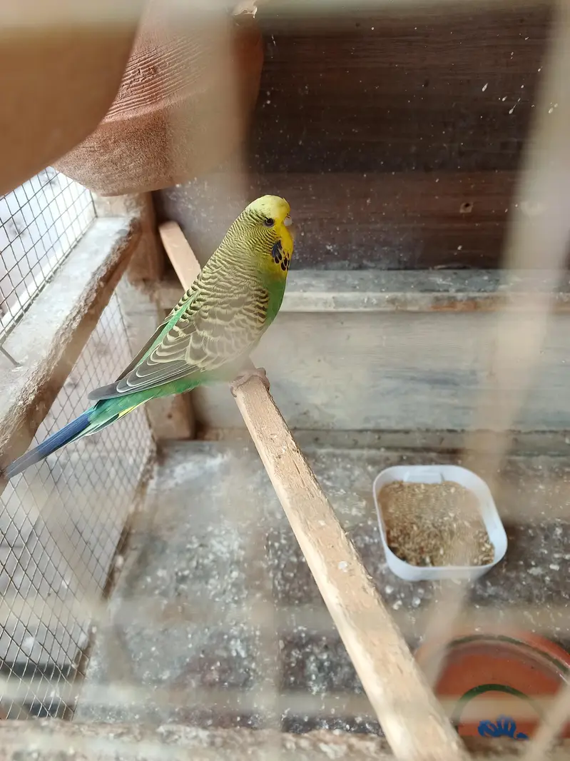 exhibition breeder pair — photo 5