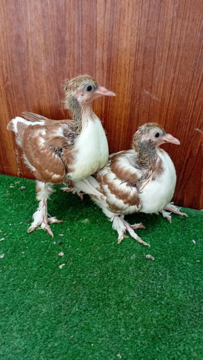 Pigeon sherazi chicks
