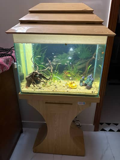 2ft Aquarium with Live Fish & Sponge Filter