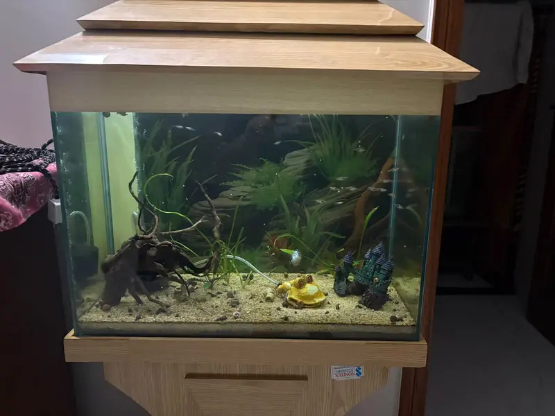 2ft Aquarium with Live Fish & Sponge Filter — photo 2