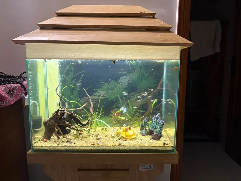 2ft Aquarium with Live Fish & Sponge Filter — photo 3