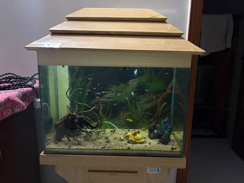 2ft Aquarium with Live Fish & Sponge Filter — photo 4