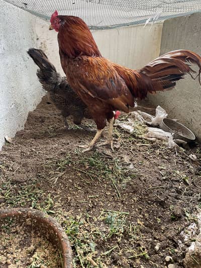 Breeder pair for sale