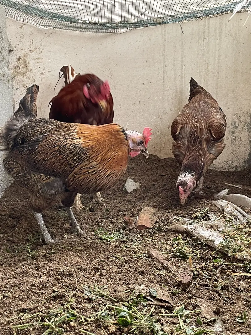 Breeder pair for sale — photo 2