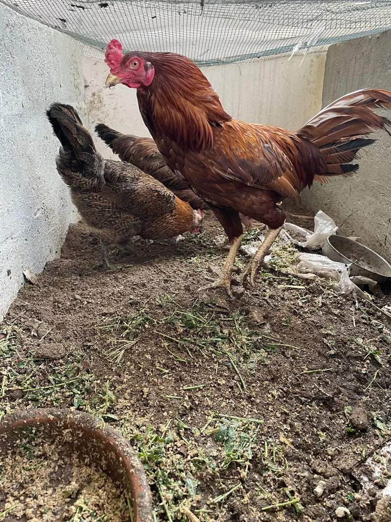 Breeder pair for sale — photo 3