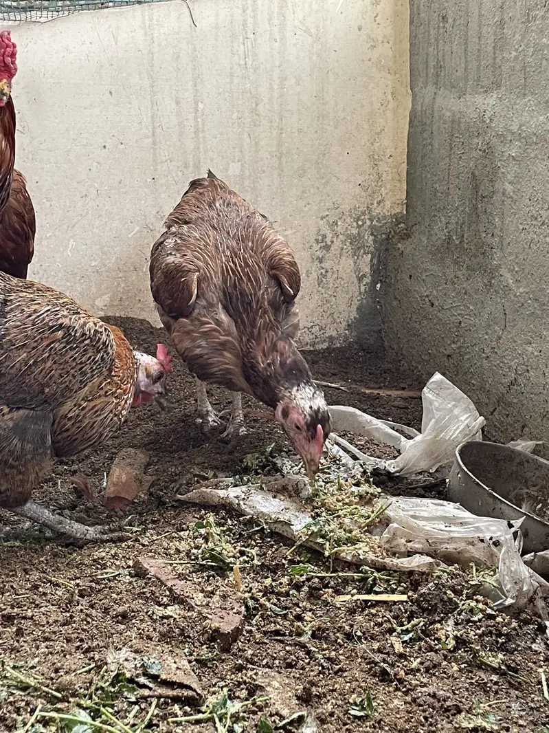 Breeder pair for sale — photo 4