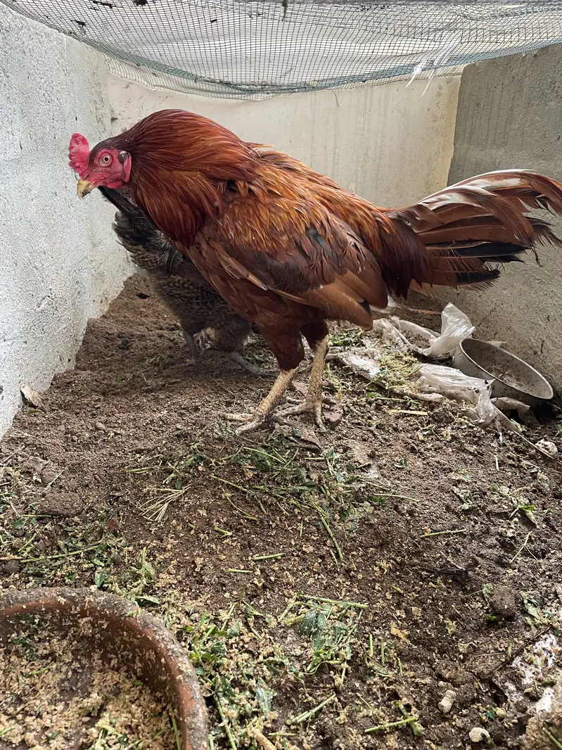 Breeder pair for sale — photo 5
